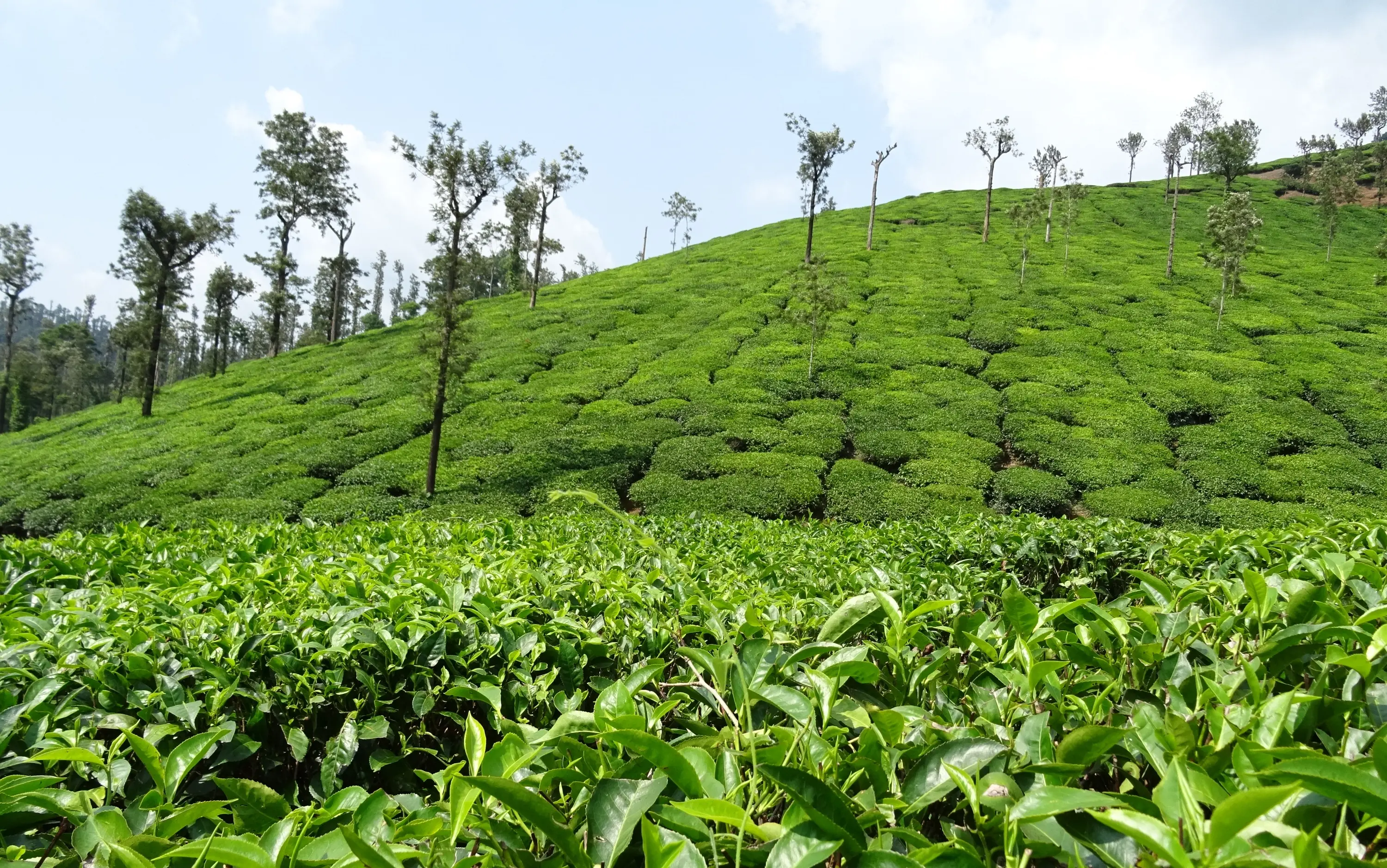 Rows of tea bushes on a Nilgiri hillside